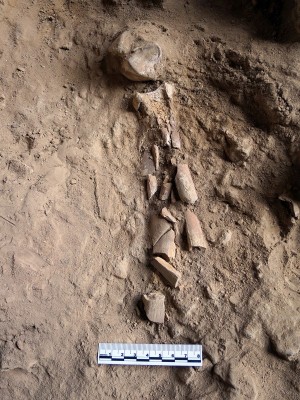 Figure 6. The human right tibia and fibula in articulation with ankle bones near Solecki’s Shanidar V Neanderthal skeletal material and probably part of the same group; scale: 8cm (photograph by G. Barker). 