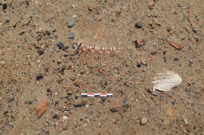 Figure 6. Articulated fish vertebrae found during the excavation.