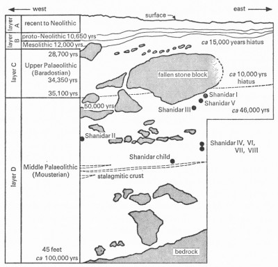 Figure 2. Schematic cross section of the Solecki excavation, showing his major cultural layers, the key radiocarbon dates and the relative positions of the Neanderthals (reproduced with kind permission of Ralph Solecki).